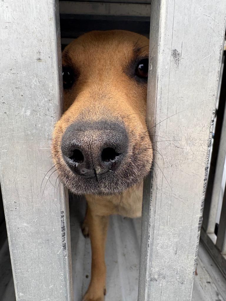 Enlarge Jordan, a Adoptable mixed breed in Effingham, SC image 3/3