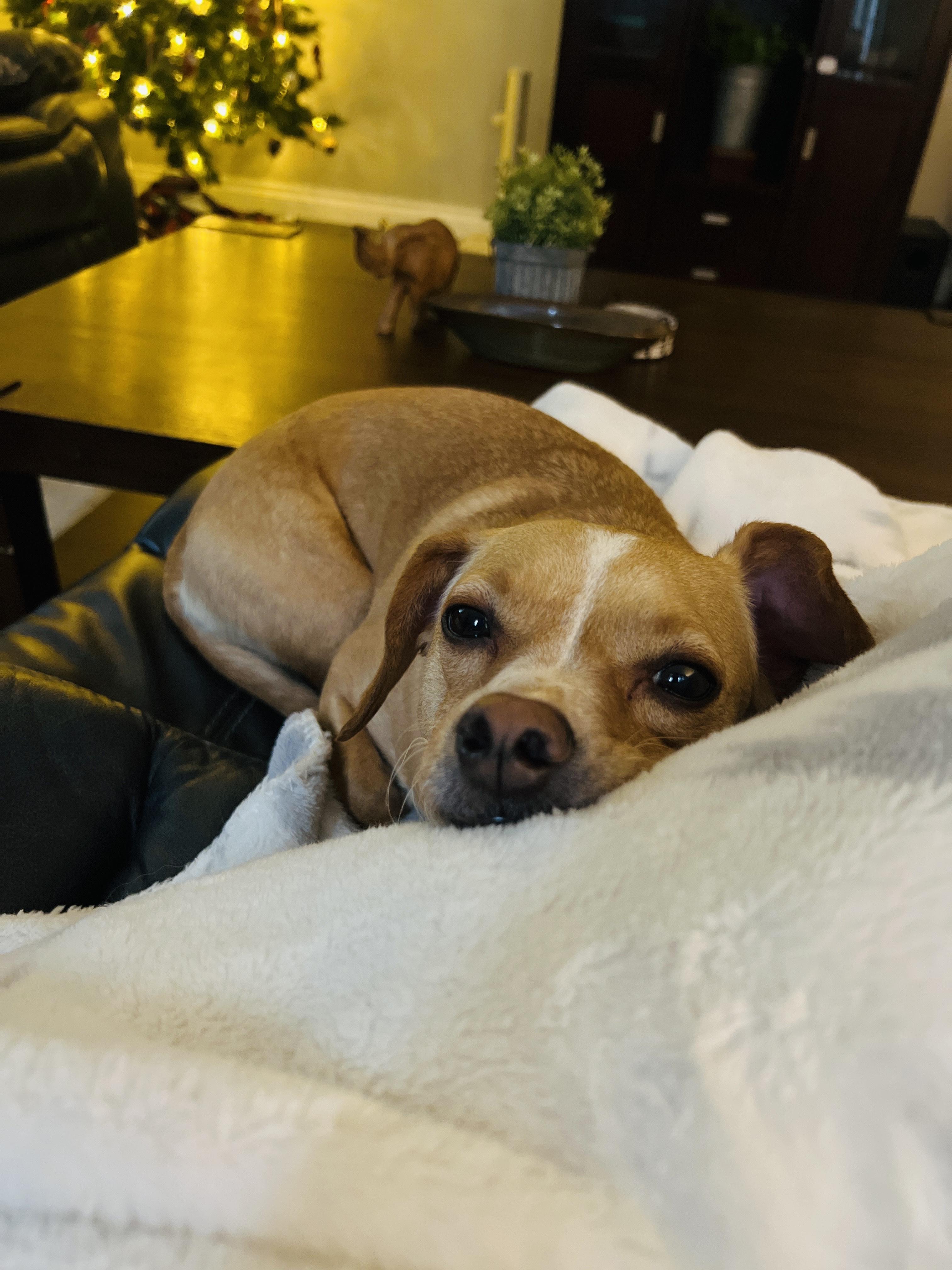 Enlarge Louie, an adopted mixed breed in Portland, OR image 4/6