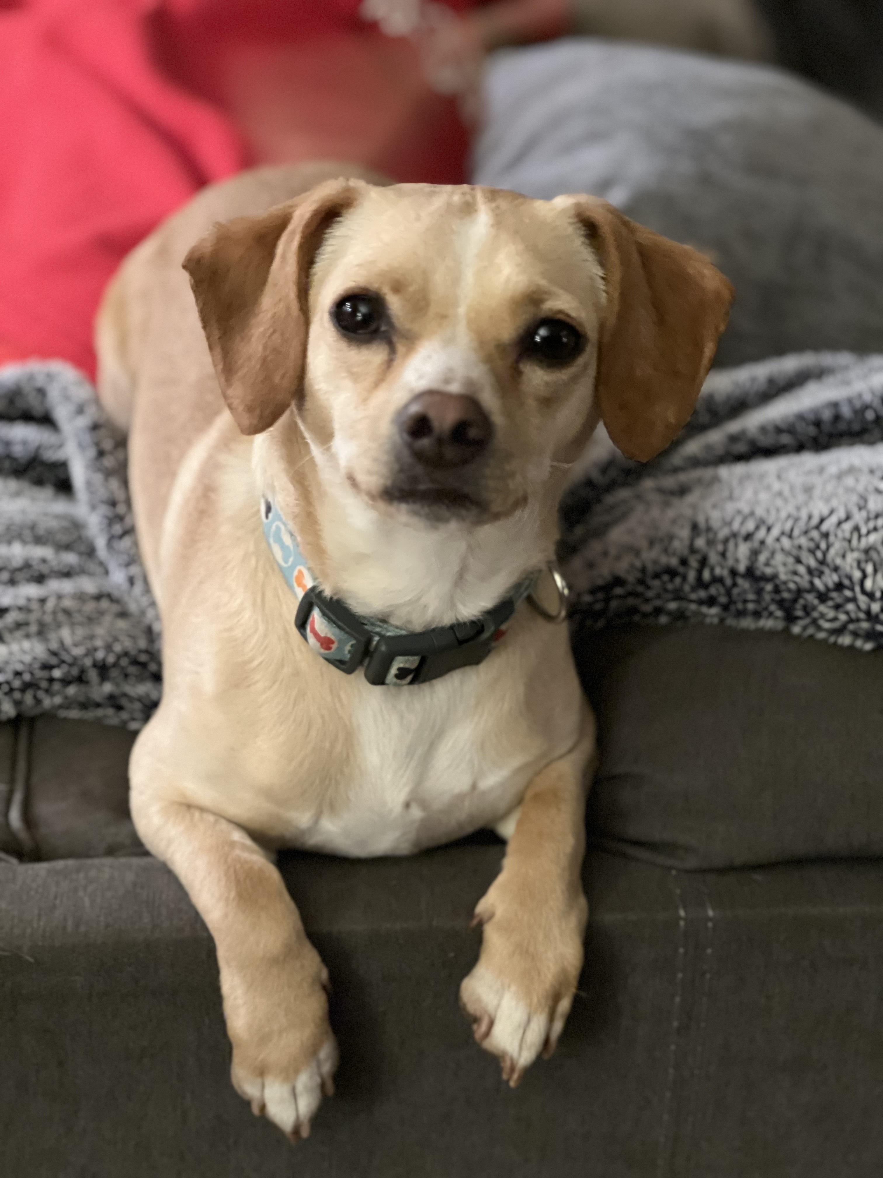 Enlarge Louie, an adopted mixed breed in Portland, OR image 1/6