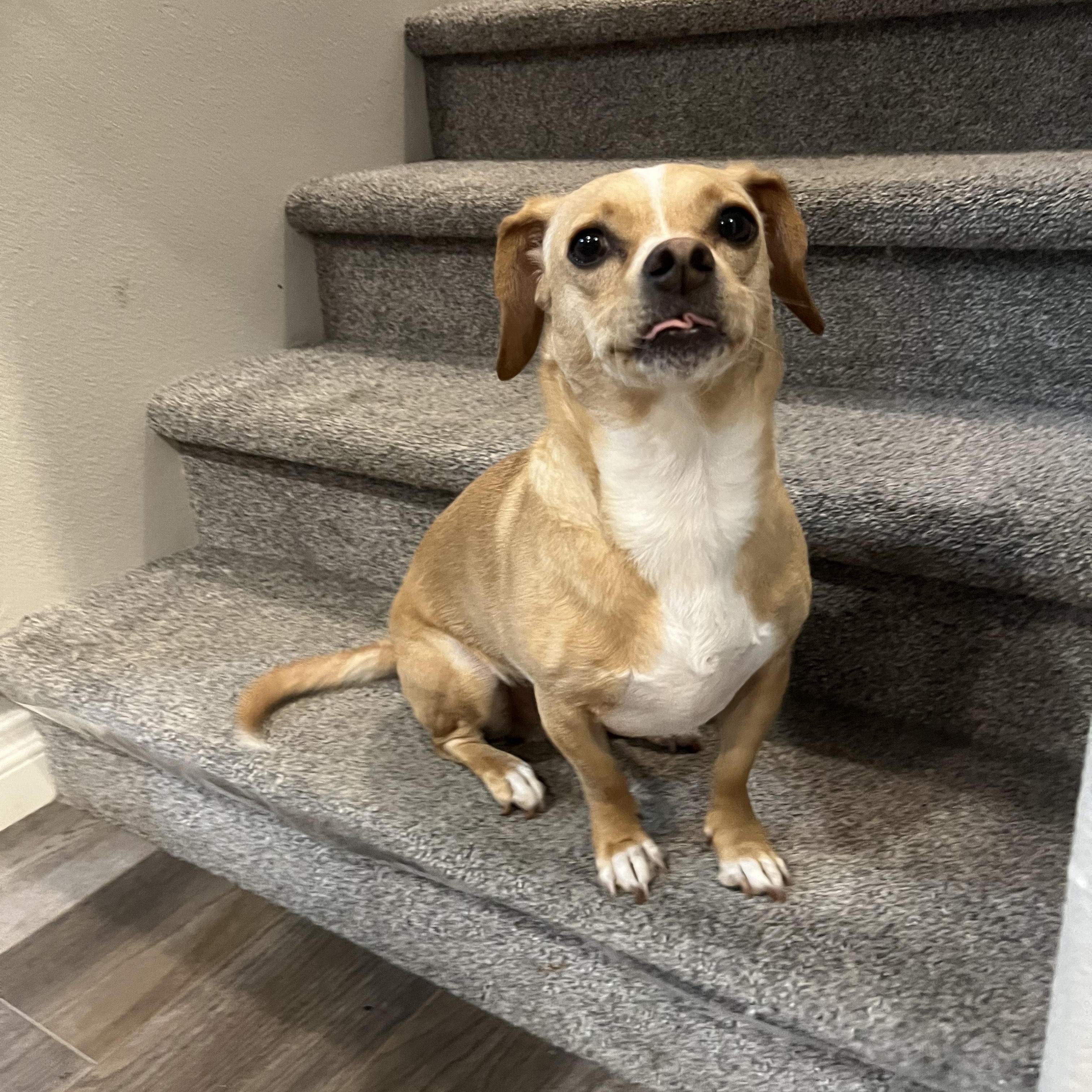 Enlarge Louie, an adopted mixed breed in Portland, OR image 5/6