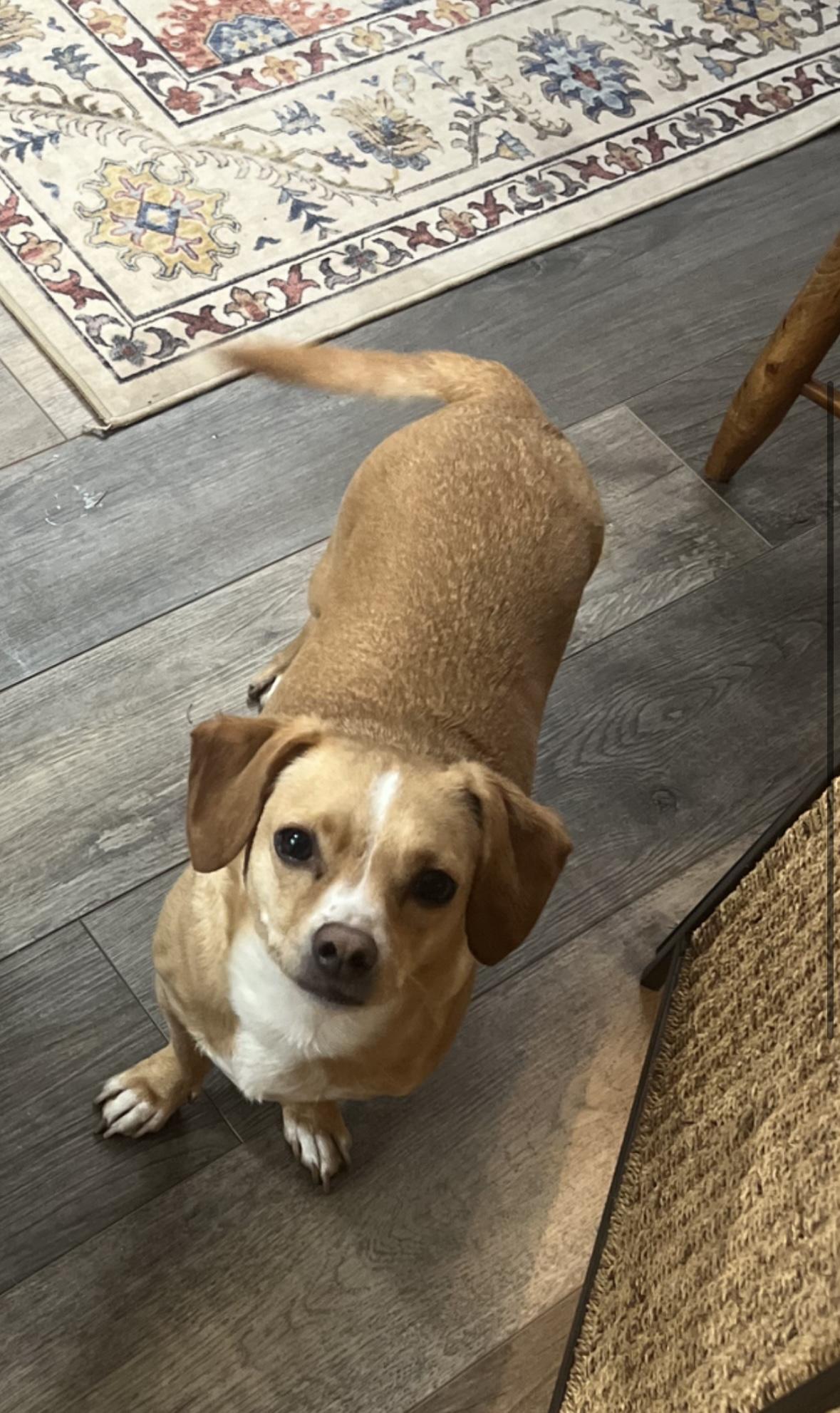 Enlarge Louie, an adopted mixed breed in Portland, OR image 6/6