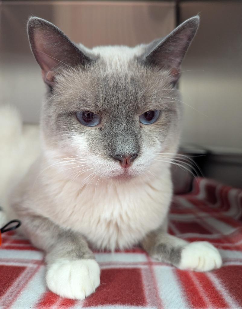 Jakey, Adopted, Young Male Domestic Short Hair.