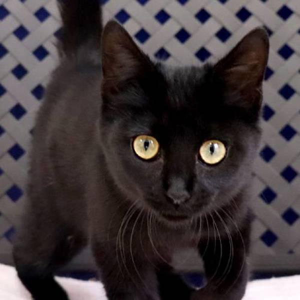 Binx, Adoptable, Kitten Female Domestic Short Hair.
