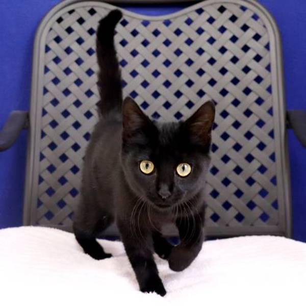 Enlarge Binx, a Adoptable mixed breed in Fort Davis, TX image 2/2