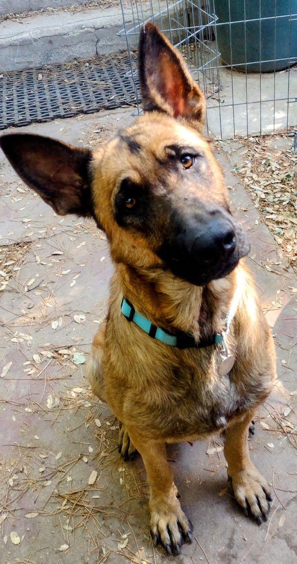 King, a Adoptable German Shepherd Dog in Carlsbad, CA image 1/5