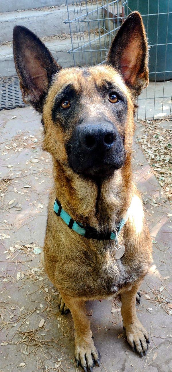 King, a Adoptable German Shepherd Dog in Carlsbad, CA image 2/5