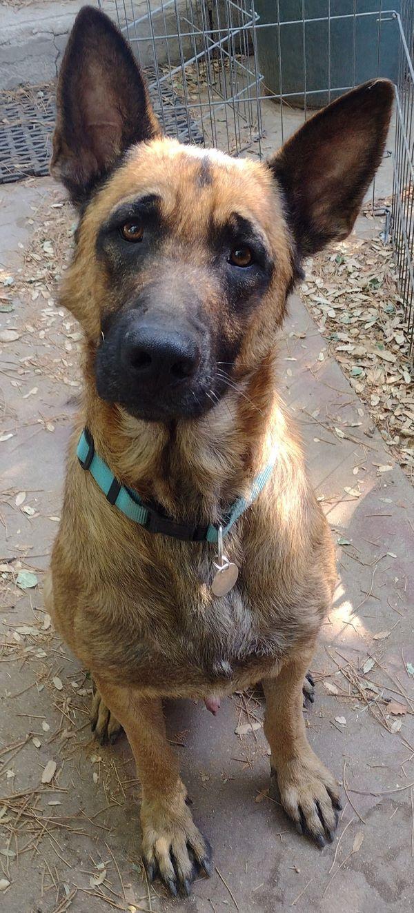 King, a Adoptable German Shepherd Dog in Carlsbad, CA image 3/5