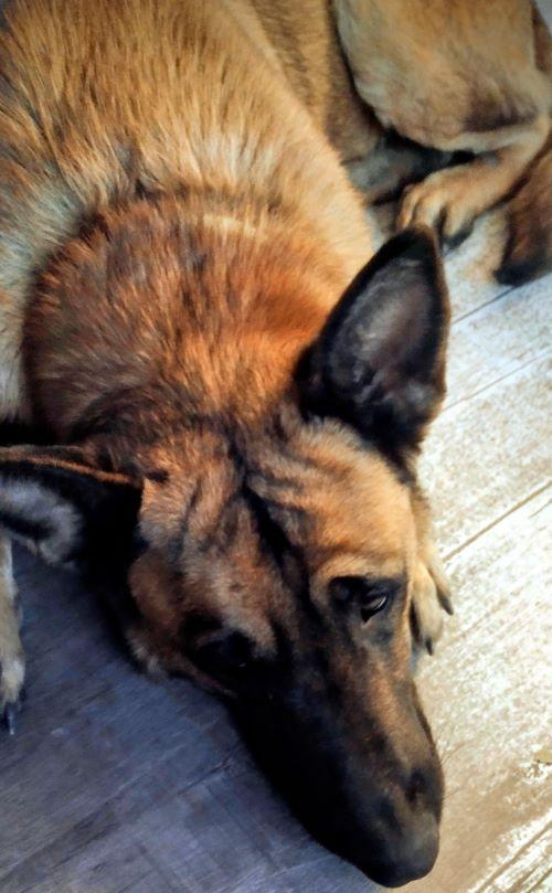 King, a Adoptable German Shepherd Dog in Carlsbad, CA image 4/5