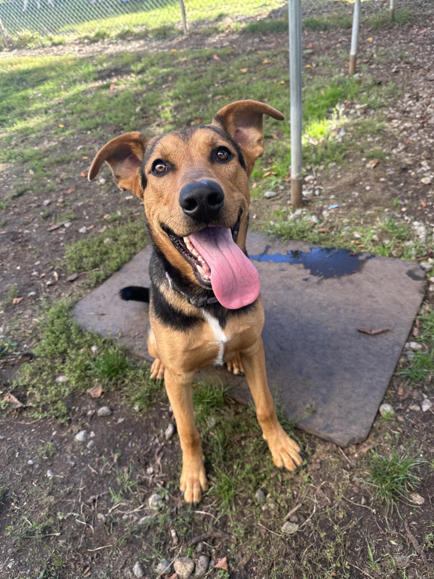Enlarge Falcon, a Adoptable mixed breed in Vancouver, BC image 1/4
