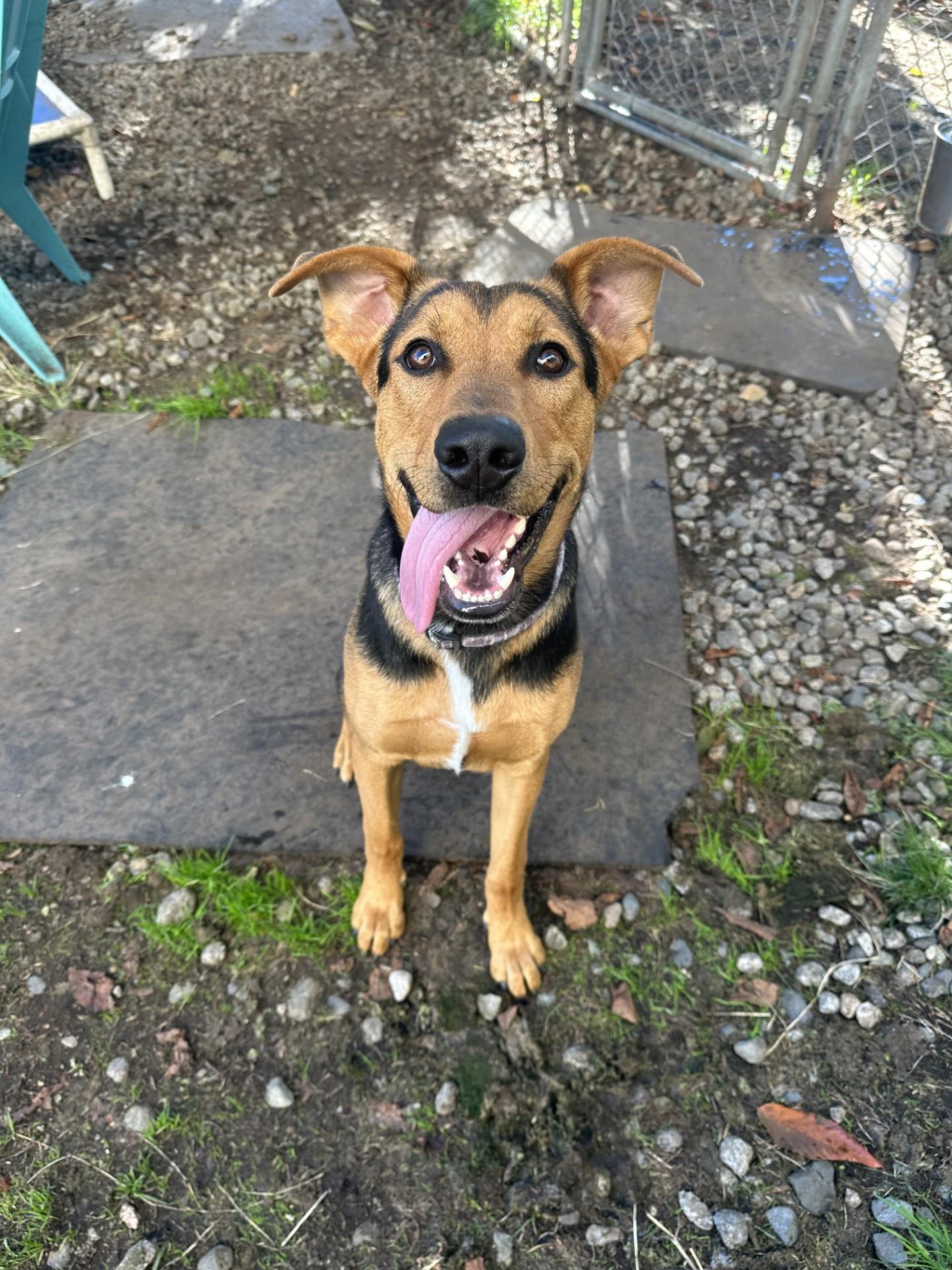 Enlarge Falcon, a Adoptable mixed breed in Vancouver, BC image 3/4
