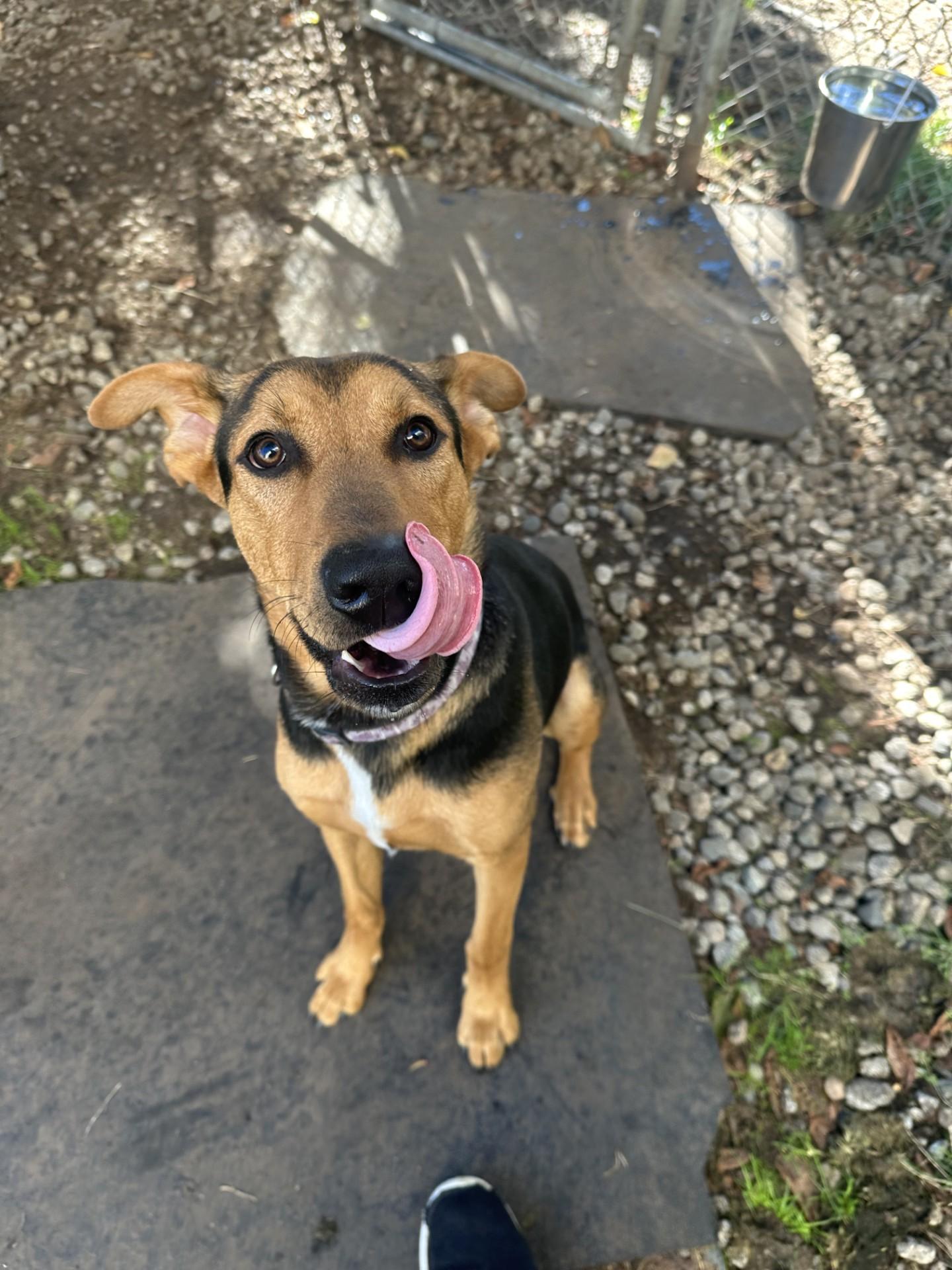 Enlarge Falcon, a Adoptable mixed breed in Vancouver, BC image 4/4