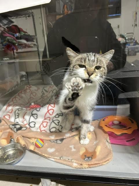 Enlarge Spot, a Adoptable Domestic Short Hair in Anoka, MN image 1/1