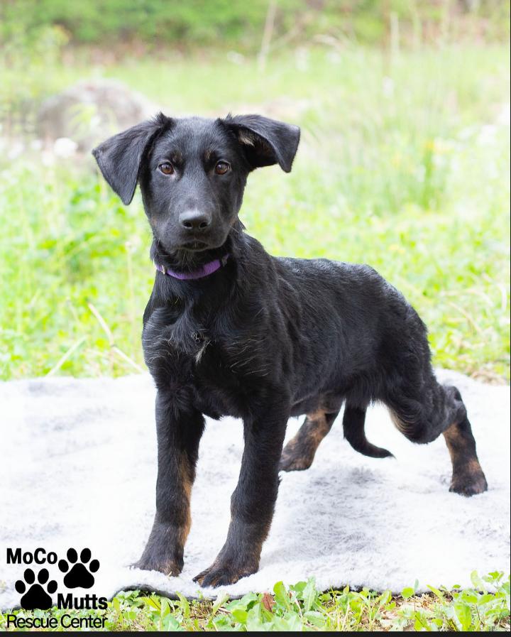 Enlarge Elsa, a ADOPTABLE mixed breed in Sunbright, TN image 2/2