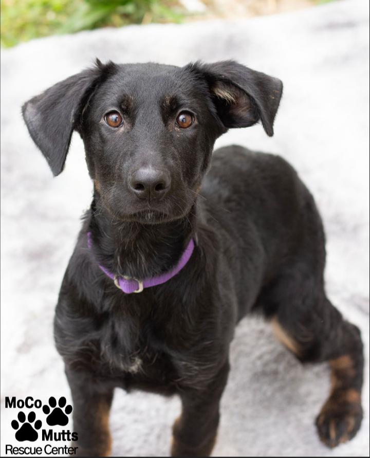 Enlarge Elsa, a ADOPTABLE mixed breed in Sunbright, TN image 1/2