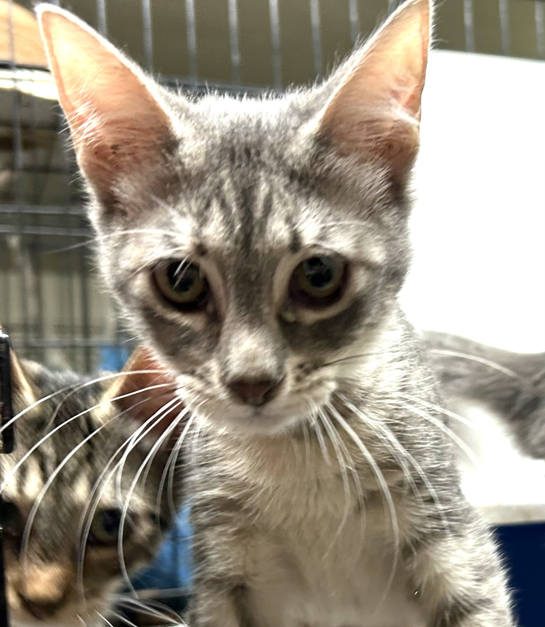 Enlarge Jelly Beans, a Adoptable mixed breed in New Orleans, LA image 1/6