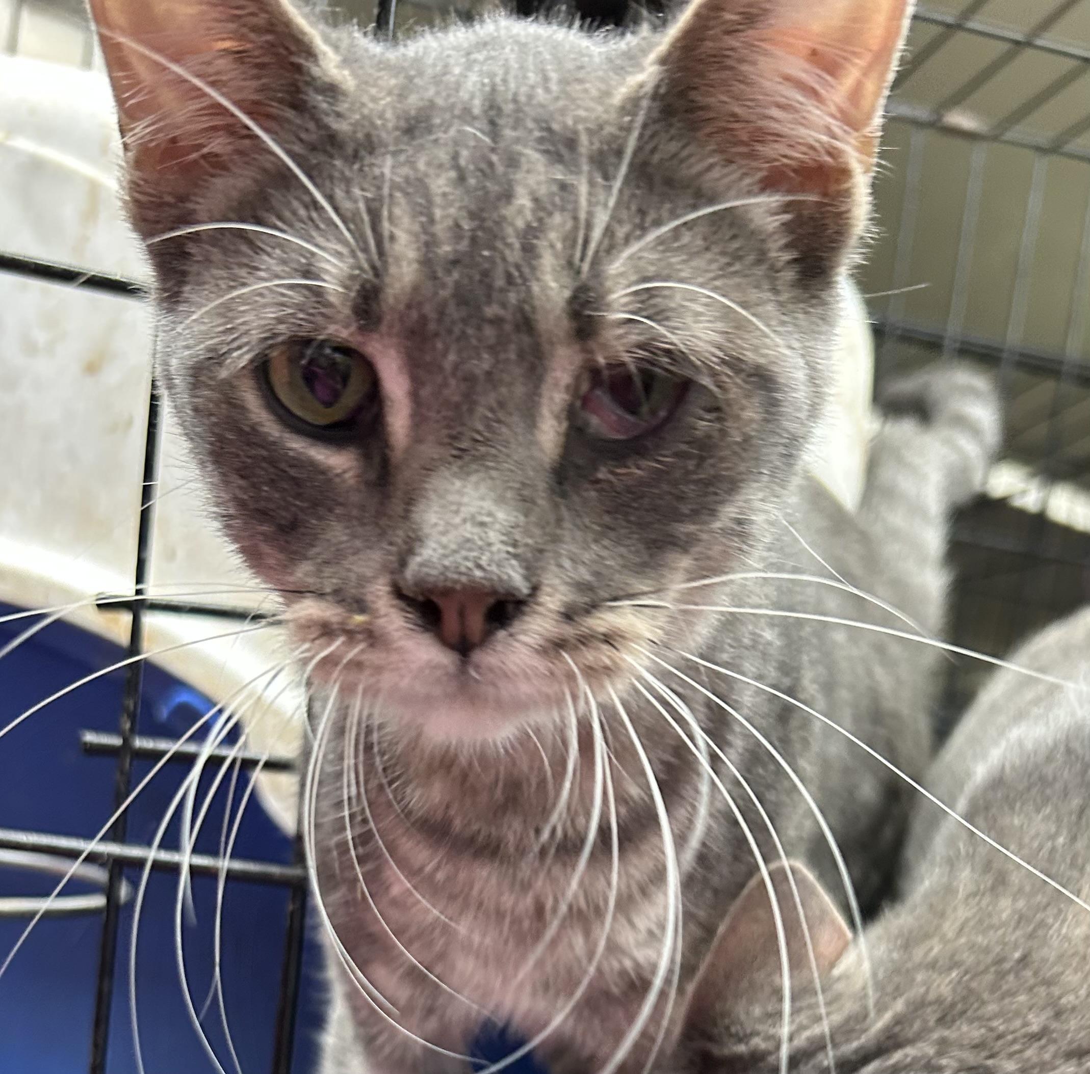 Enlarge Jelly Beans, a Adoptable mixed breed in New Orleans, LA image 2/6