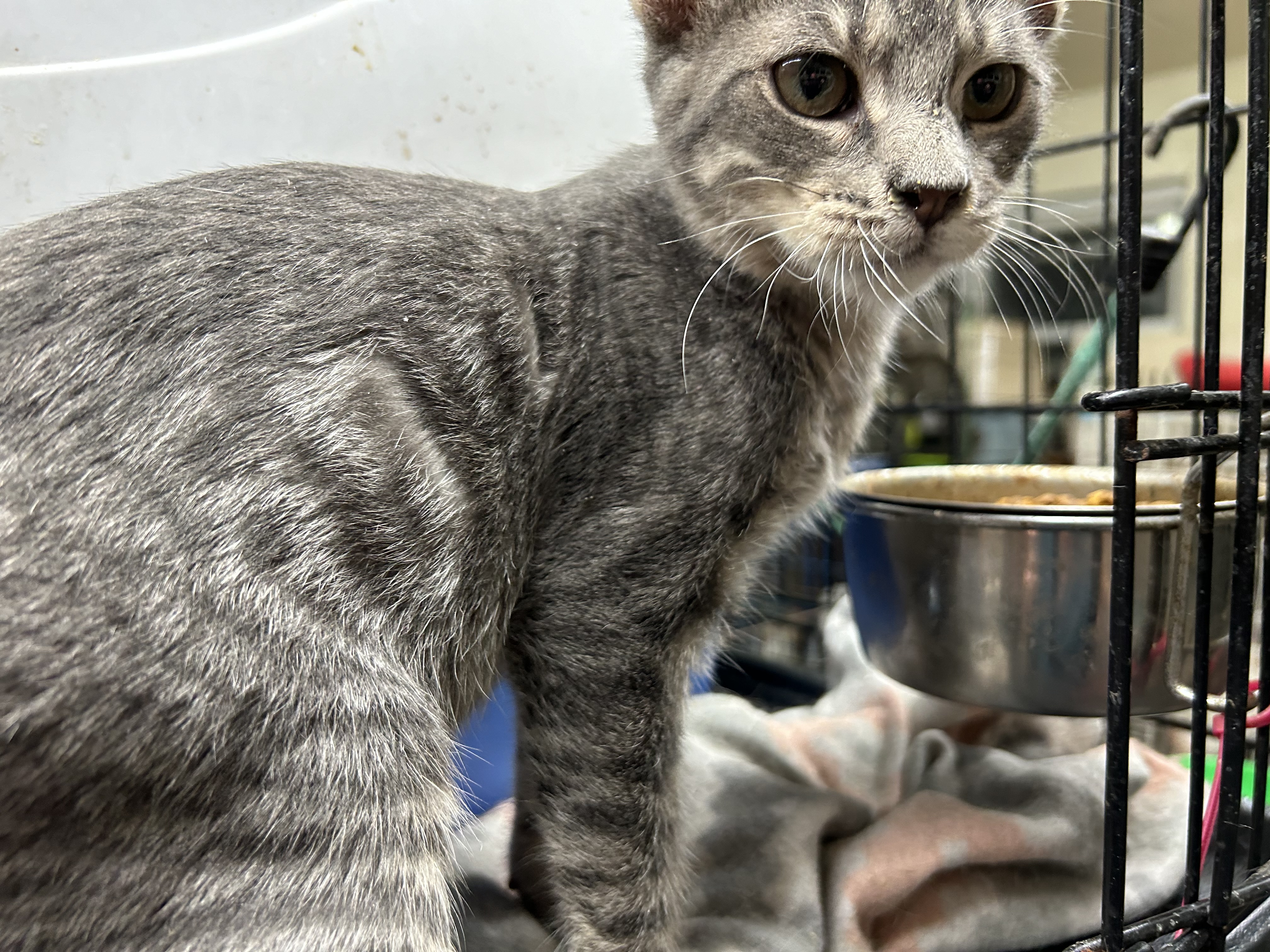 Enlarge Jelly Beans, a Adoptable mixed breed in New Orleans, LA image 3/6