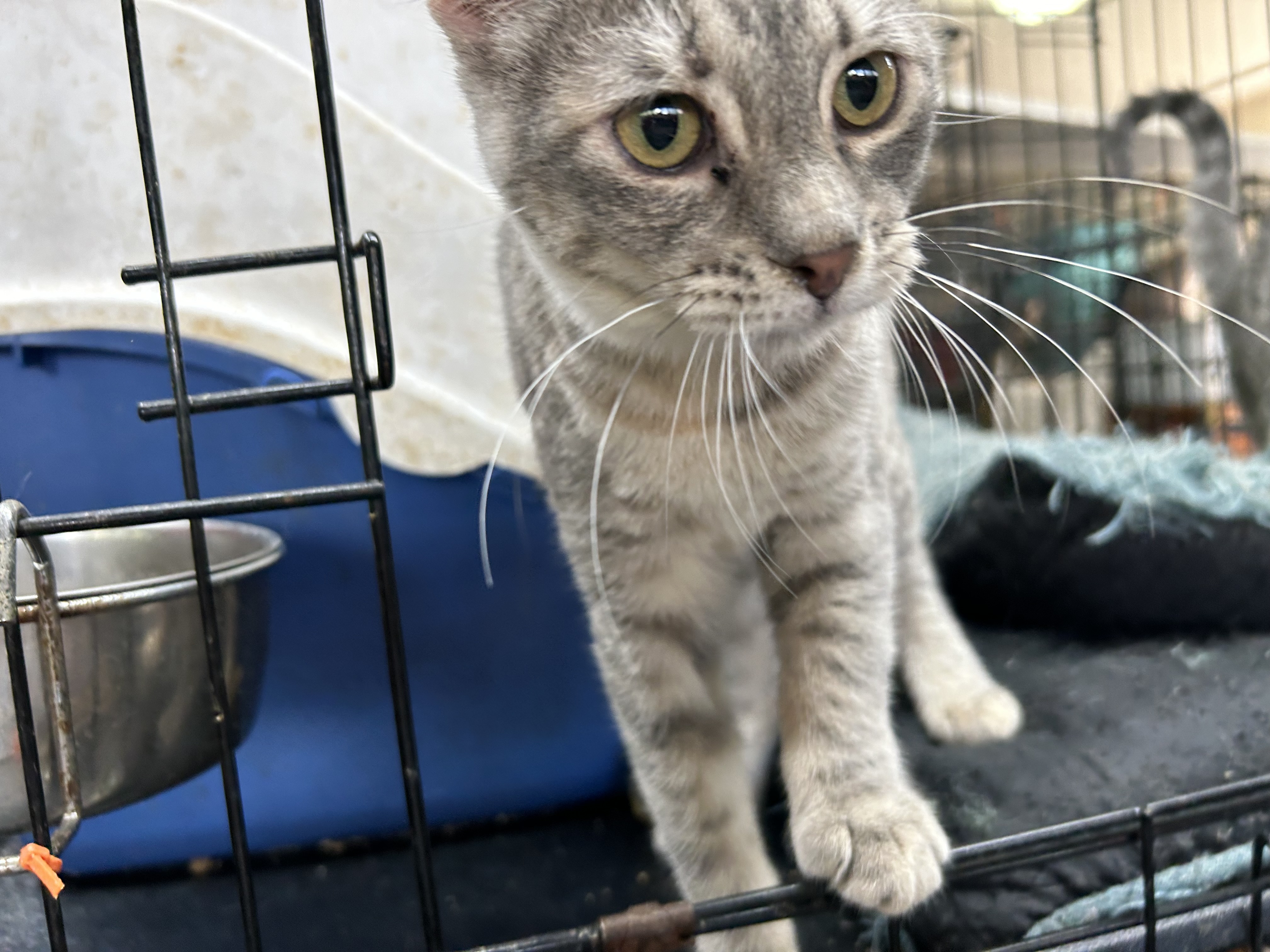 Jelly Beans, an adoptable Tabby, American Shorthair in New Orleans, LA, 70175 | Photo Image 4