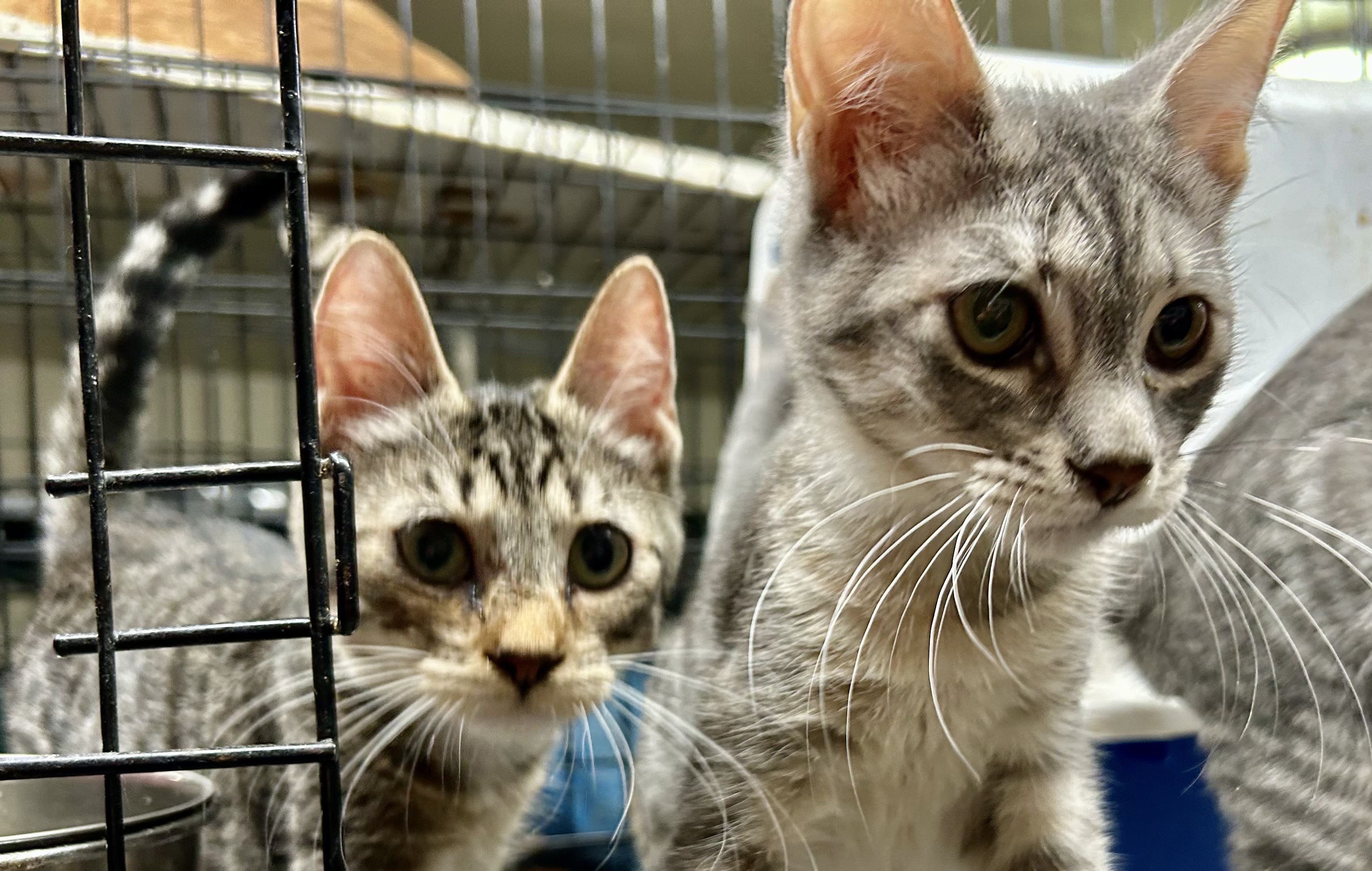 Jelly Beans, an adoptable Tabby, American Shorthair in New Orleans, LA, 70175 | Photo Image 2