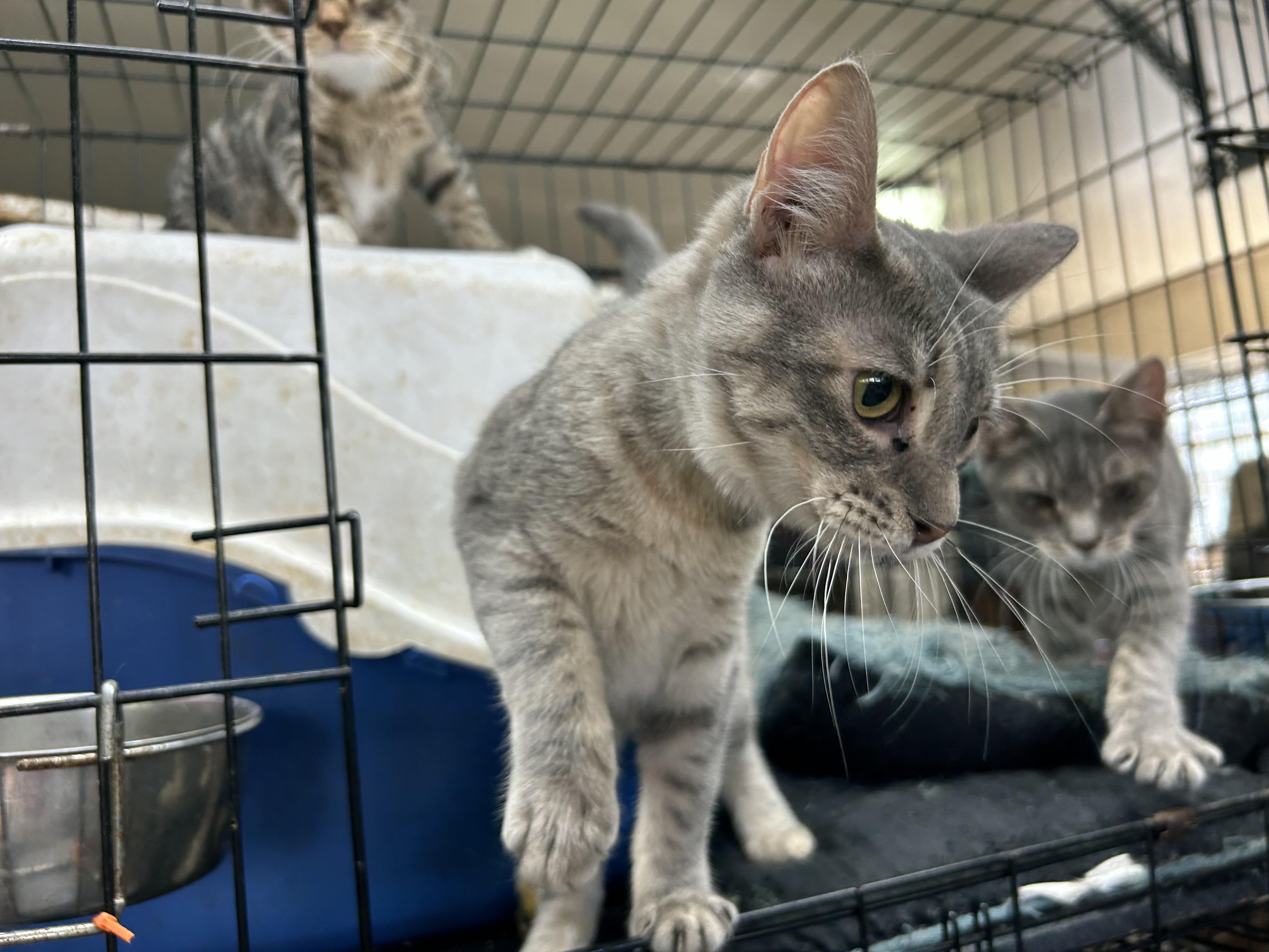 Jelly Beans, an adoptable Tabby, American Shorthair in New Orleans, LA, 70175 | Photo Image 5