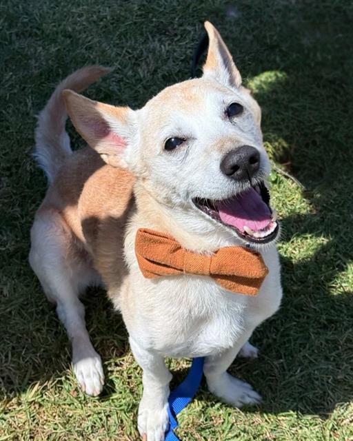 FRITO, Adoptable, Adult Male Terrier & Mixed Breed.