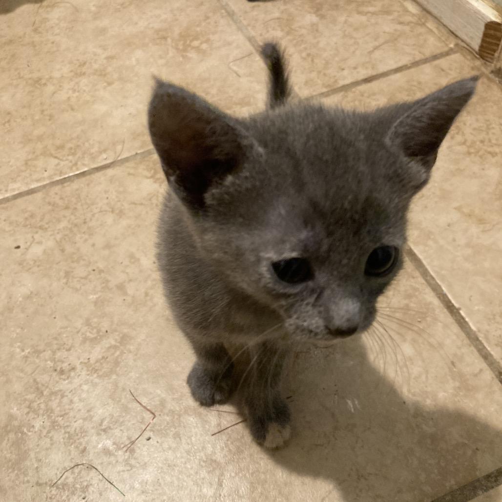 Mitzi Mae -EF, Adoptable, Kitten Female Domestic Short Hair.