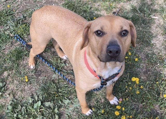 CHLOE, Adoptable, Young Female Labrador Retriever & Mixed Breed.