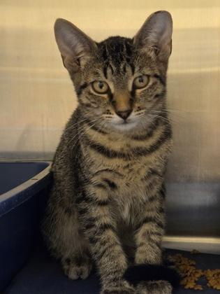Bo, Adoptable, Kitten Male Domestic Short Hair & Domestic Short Hair.