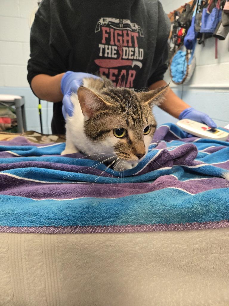 Sir Meowington, Adoptable, Young Male Domestic Short Hair.