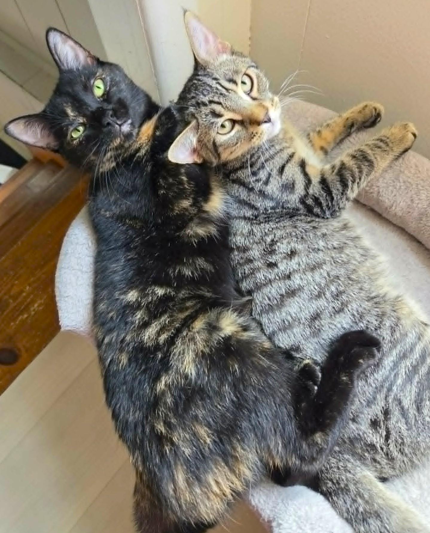 Enlarge Arturo, a ADOPTABLE mixed breed in Chertsey, QC image 3/5