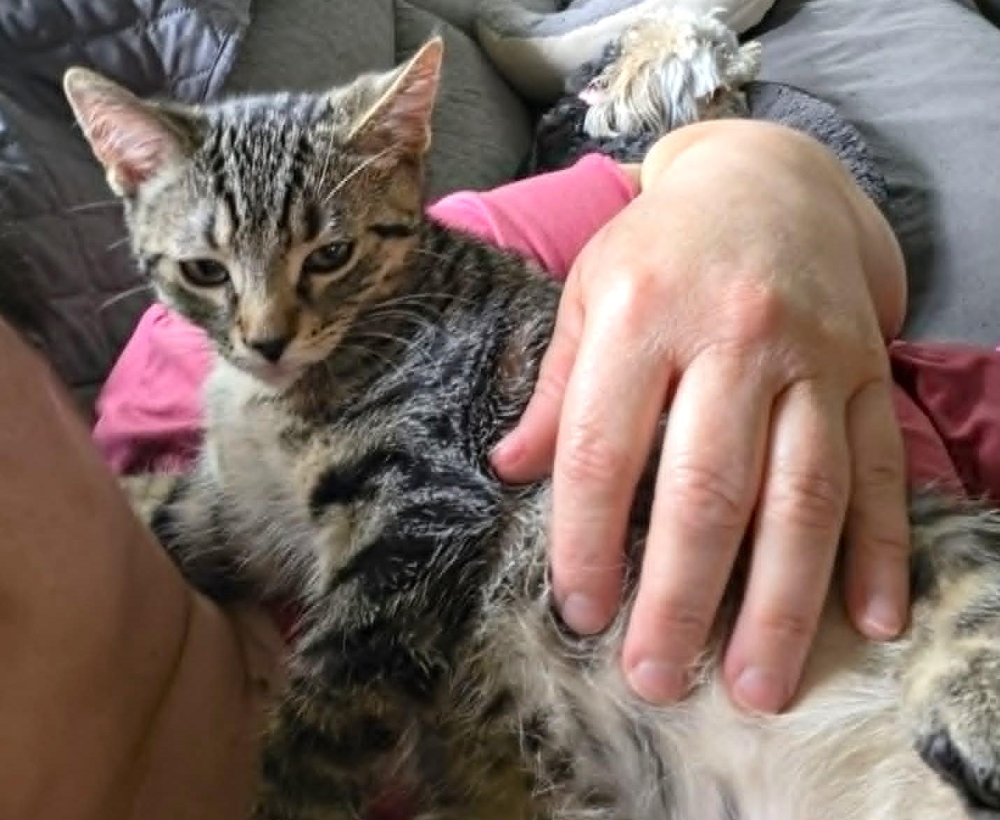Enlarge Arturo, a ADOPTABLE mixed breed in Chertsey, QC image 2/5