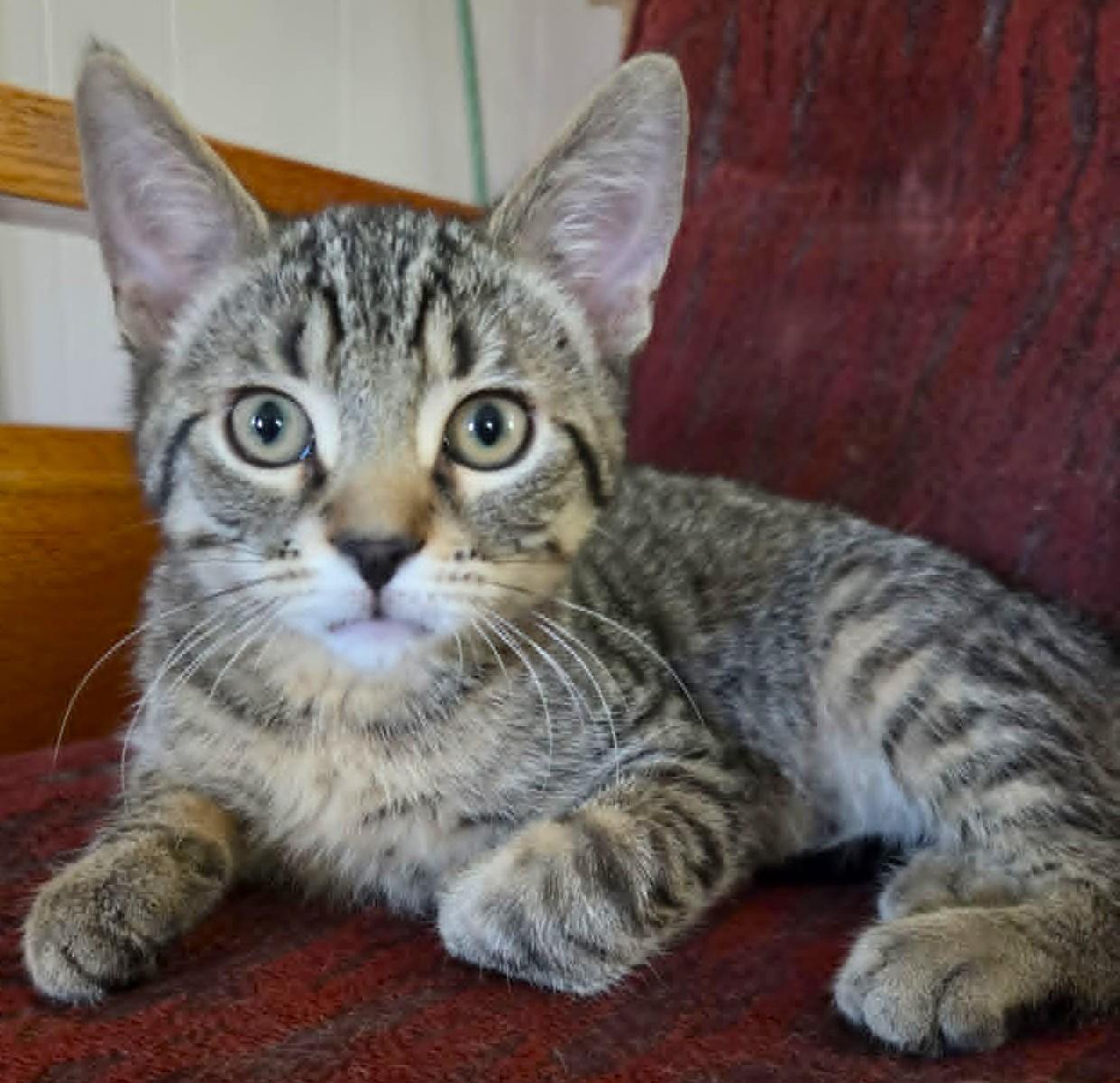 Enlarge Arturo, a ADOPTABLE mixed breed in Chertsey, QC image 1/5