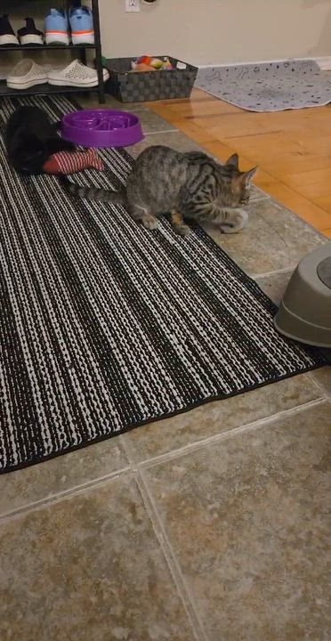 Enlarge Arturo, a ADOPTABLE mixed breed in Chertsey, QC video 5/5