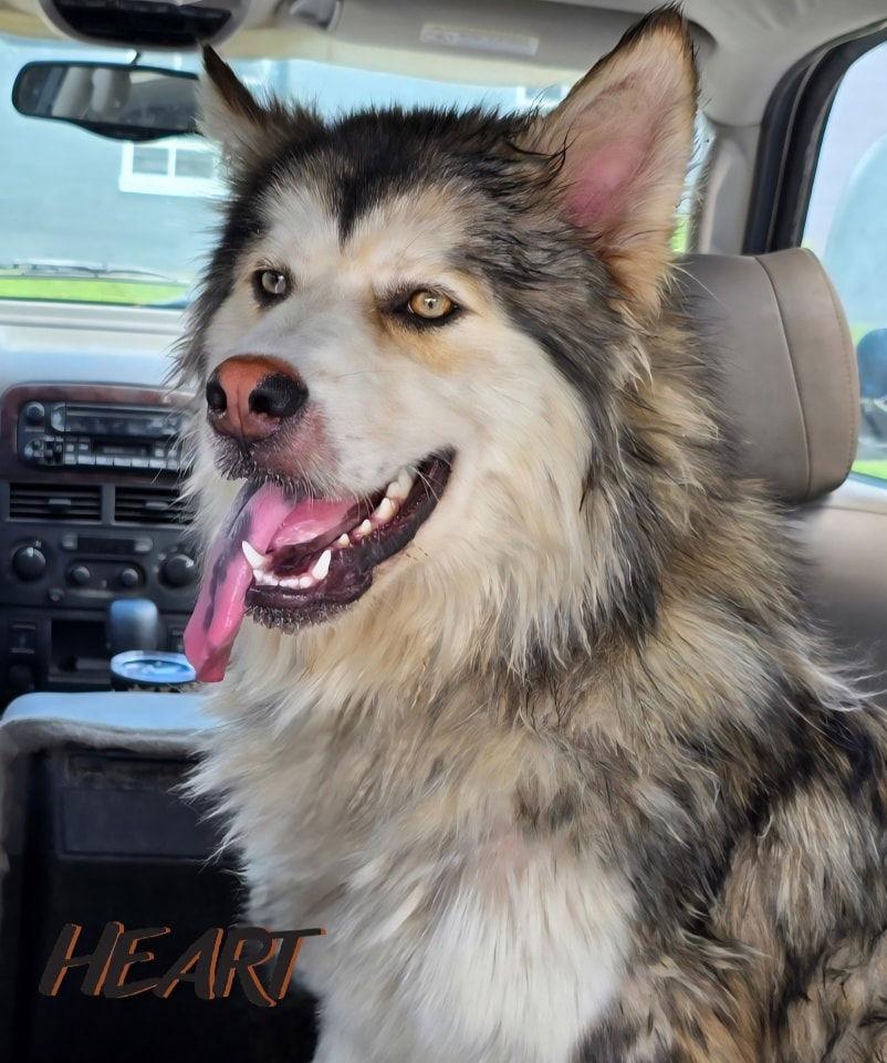 Choco, a Adoptable Siberian Husky in Millersville, MD image 1/3