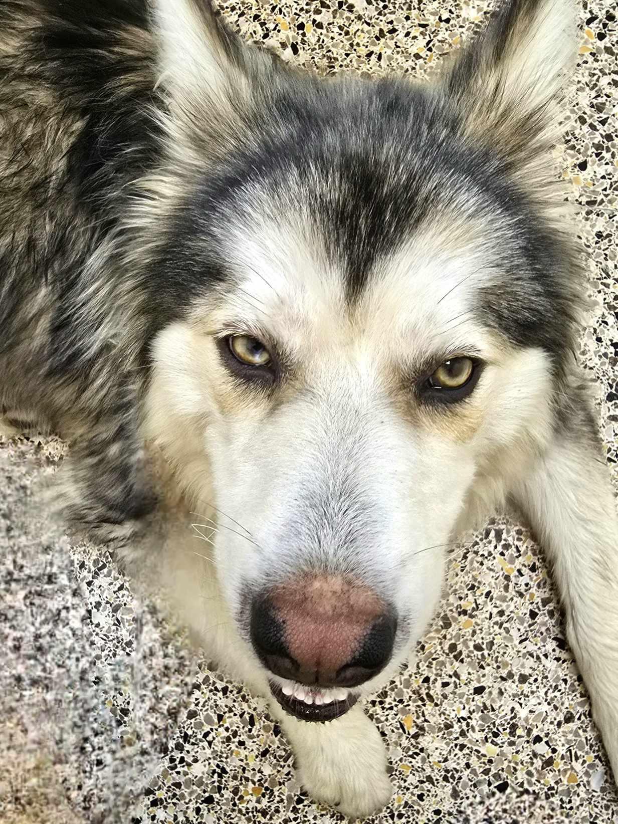 Choco, a Adoptable Siberian Husky in Millersville, MD image 2/3