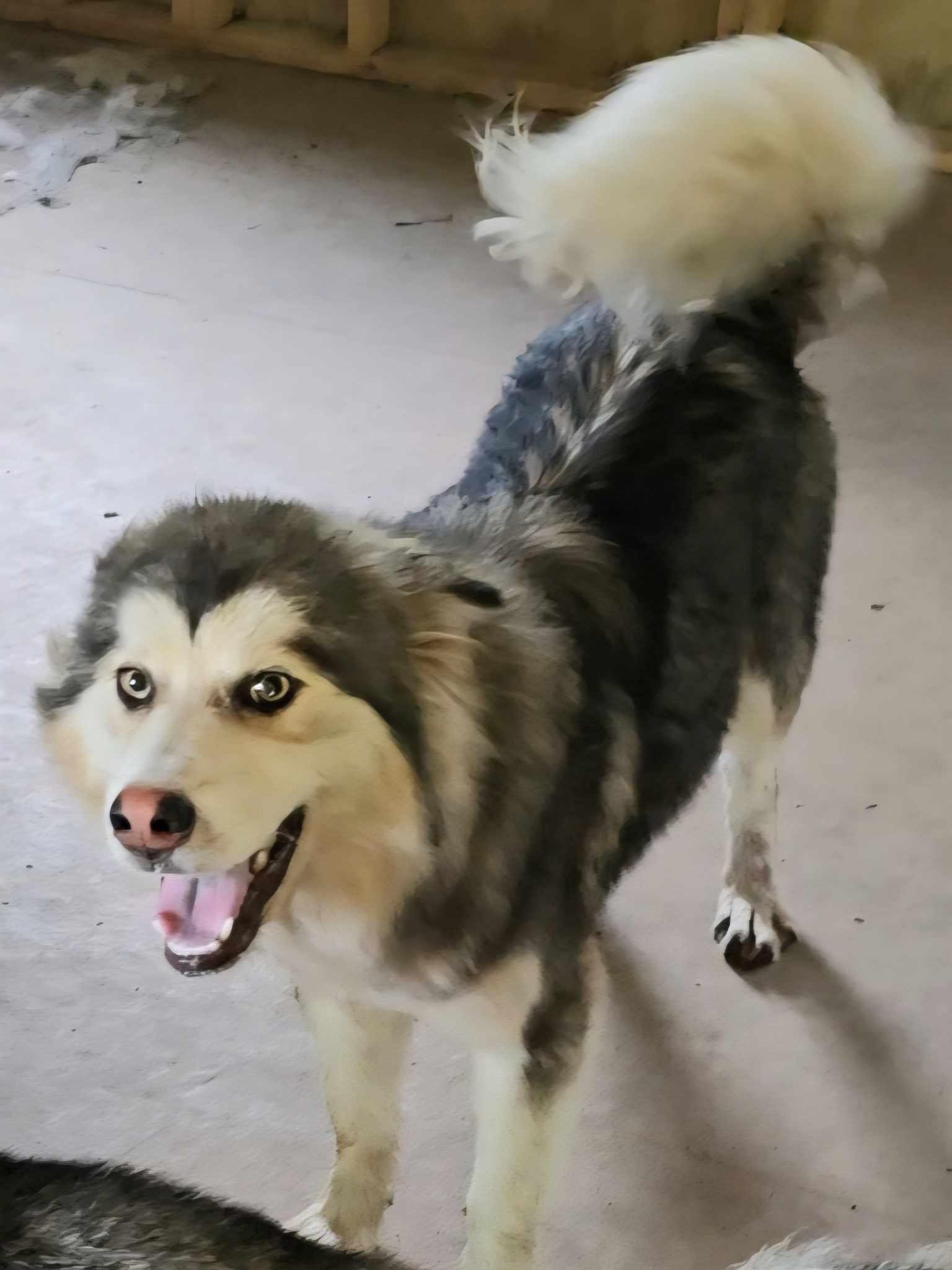 Choco, a Adoptable Siberian Husky in Millersville, MD image 3/3