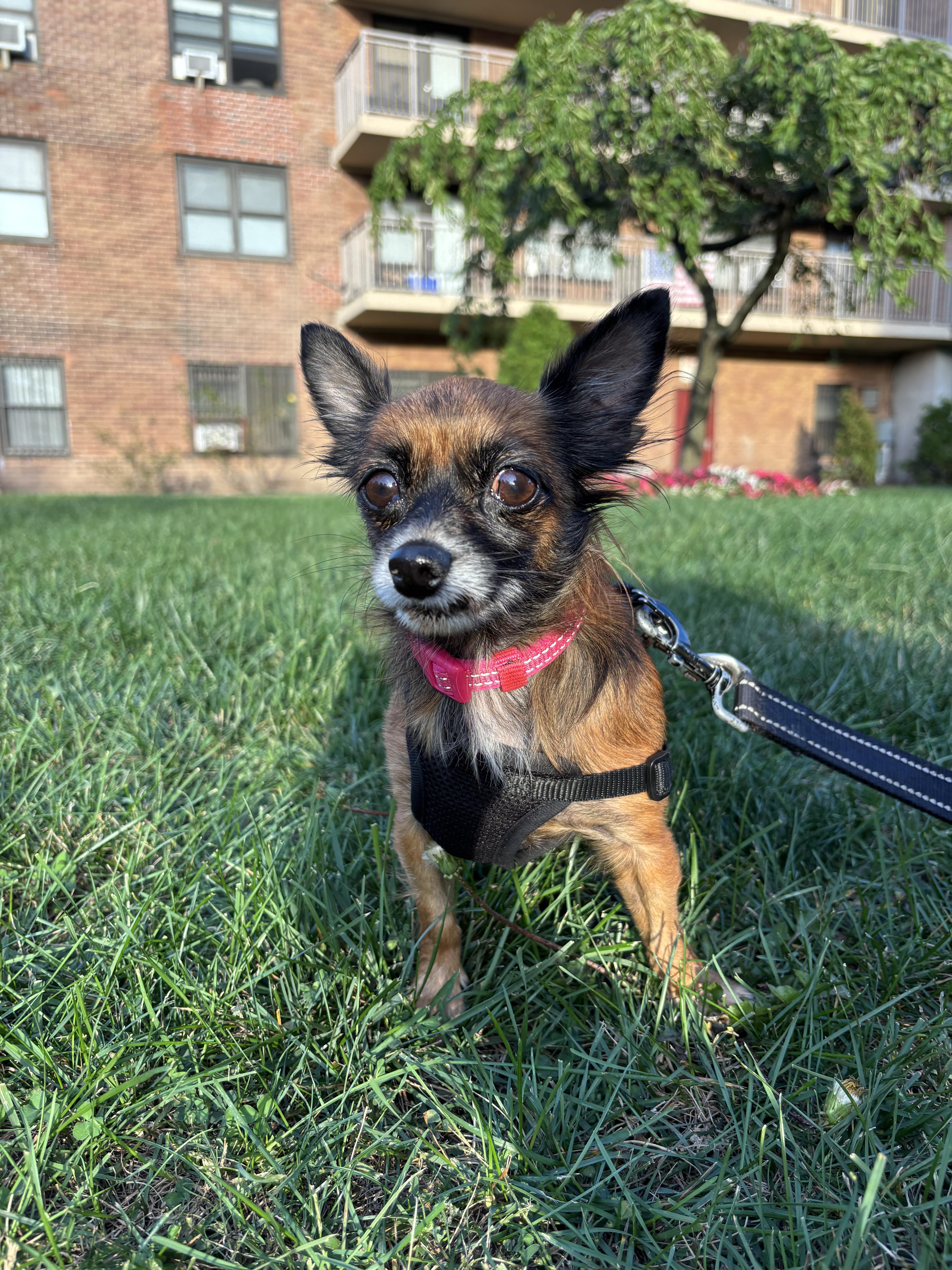 Almond, a Adoptable mixed breed in Brooklyn, NY image 2/5