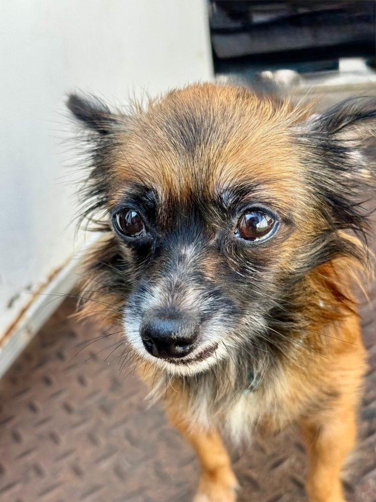 Almond, a Adoptable mixed breed in Brooklyn, NY image 5/5