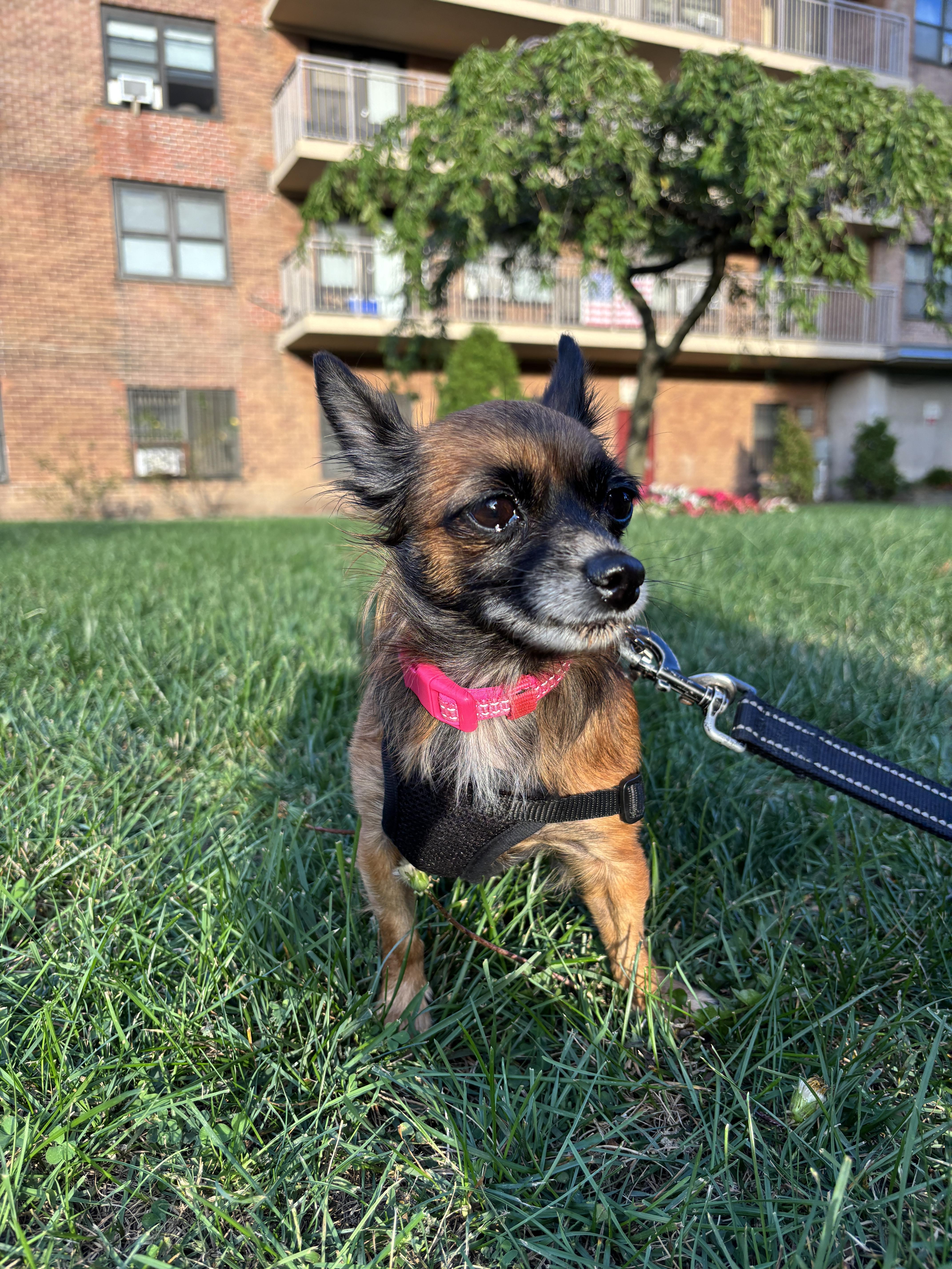 Almond, a Adoptable mixed breed in Brooklyn, NY image 3/5