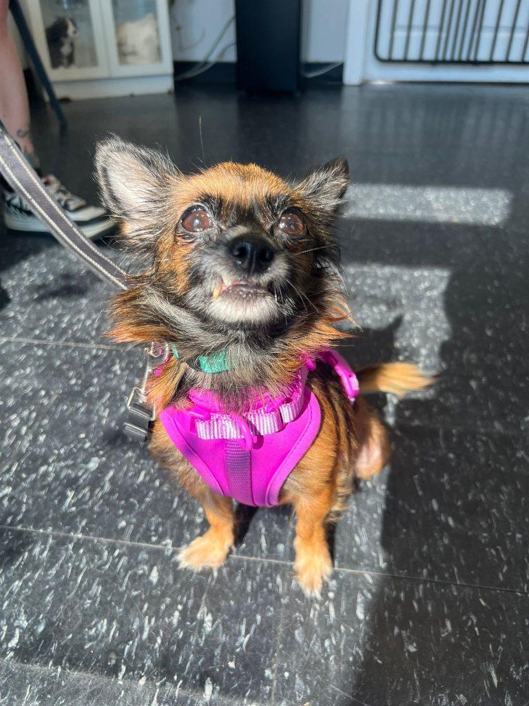 Almond, a Adoptable mixed breed in Brooklyn, NY image 1/5