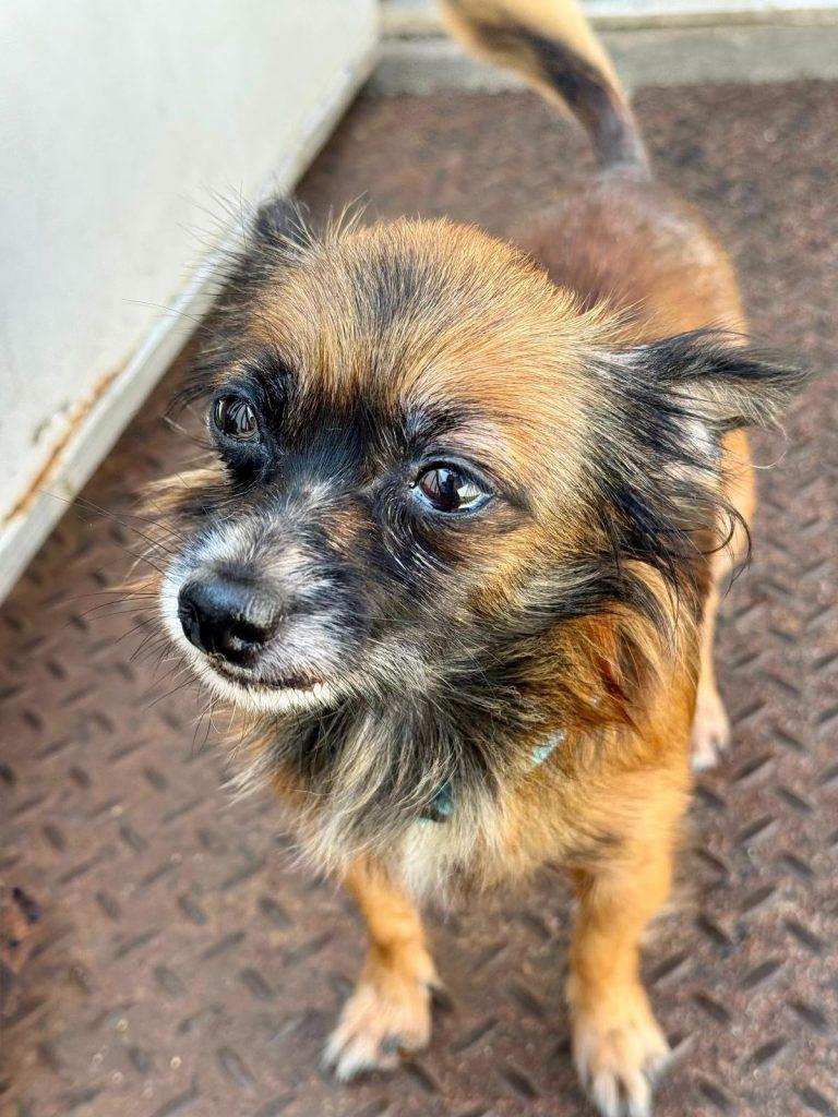 Almond, a Adoptable mixed breed in Brooklyn, NY image 4/5