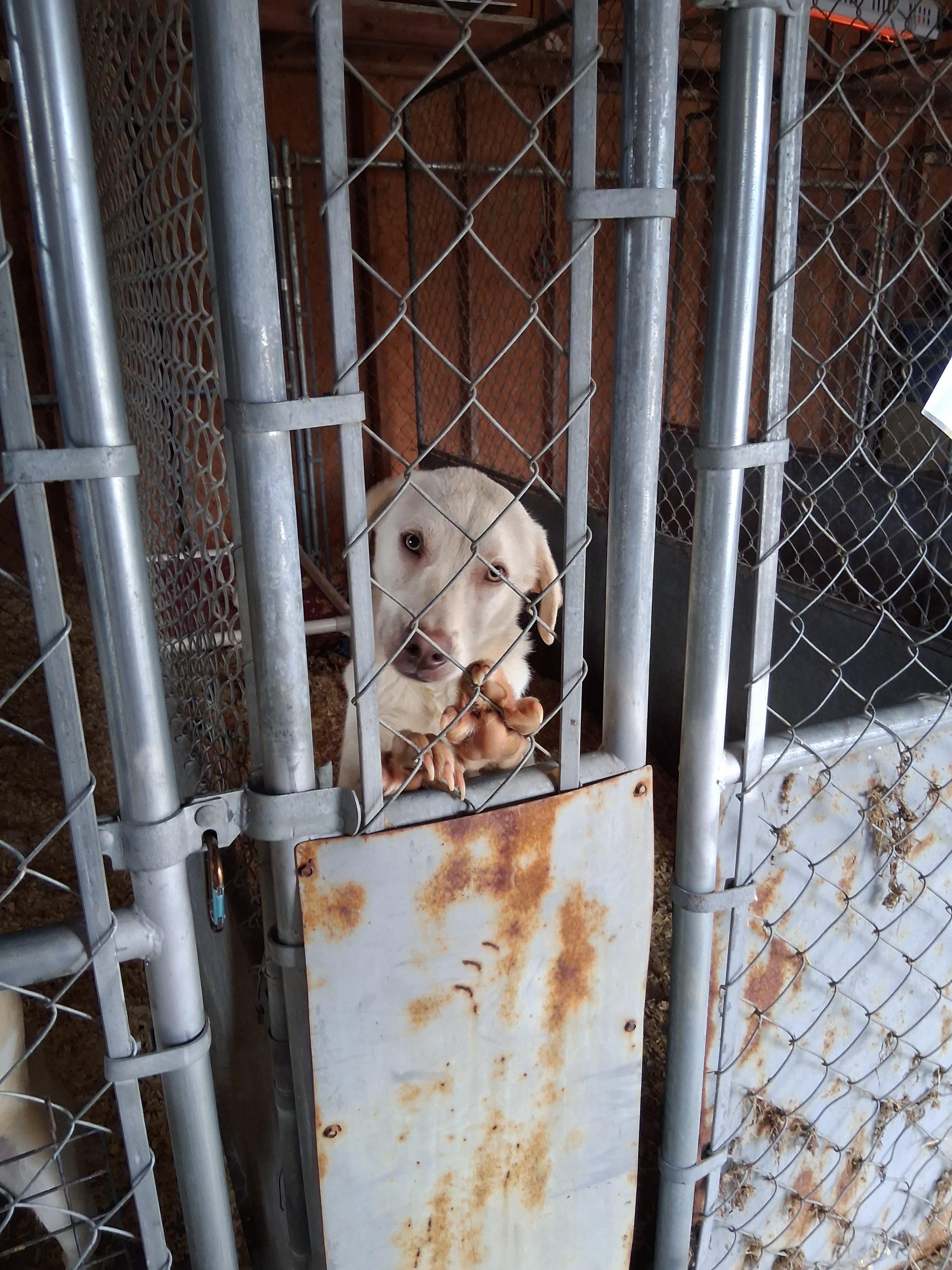 Glitch, a Adoptable mixed breed in Lynchburg, TN image 3/5