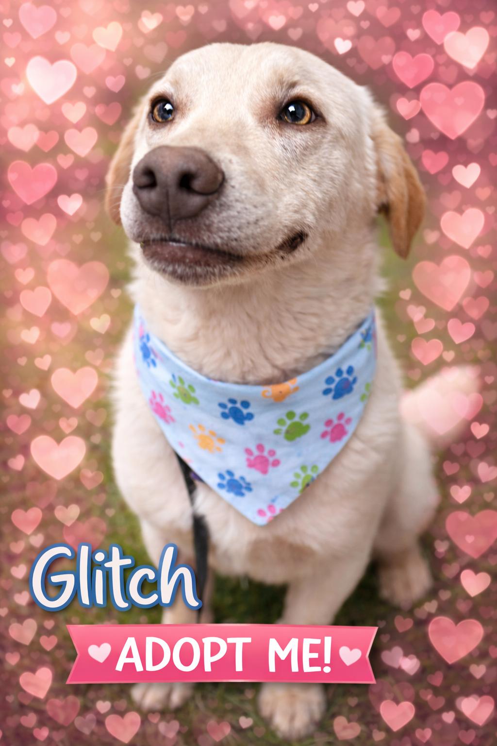 Glitch, a Adoptable mixed breed in Lynchburg, TN image 4/5