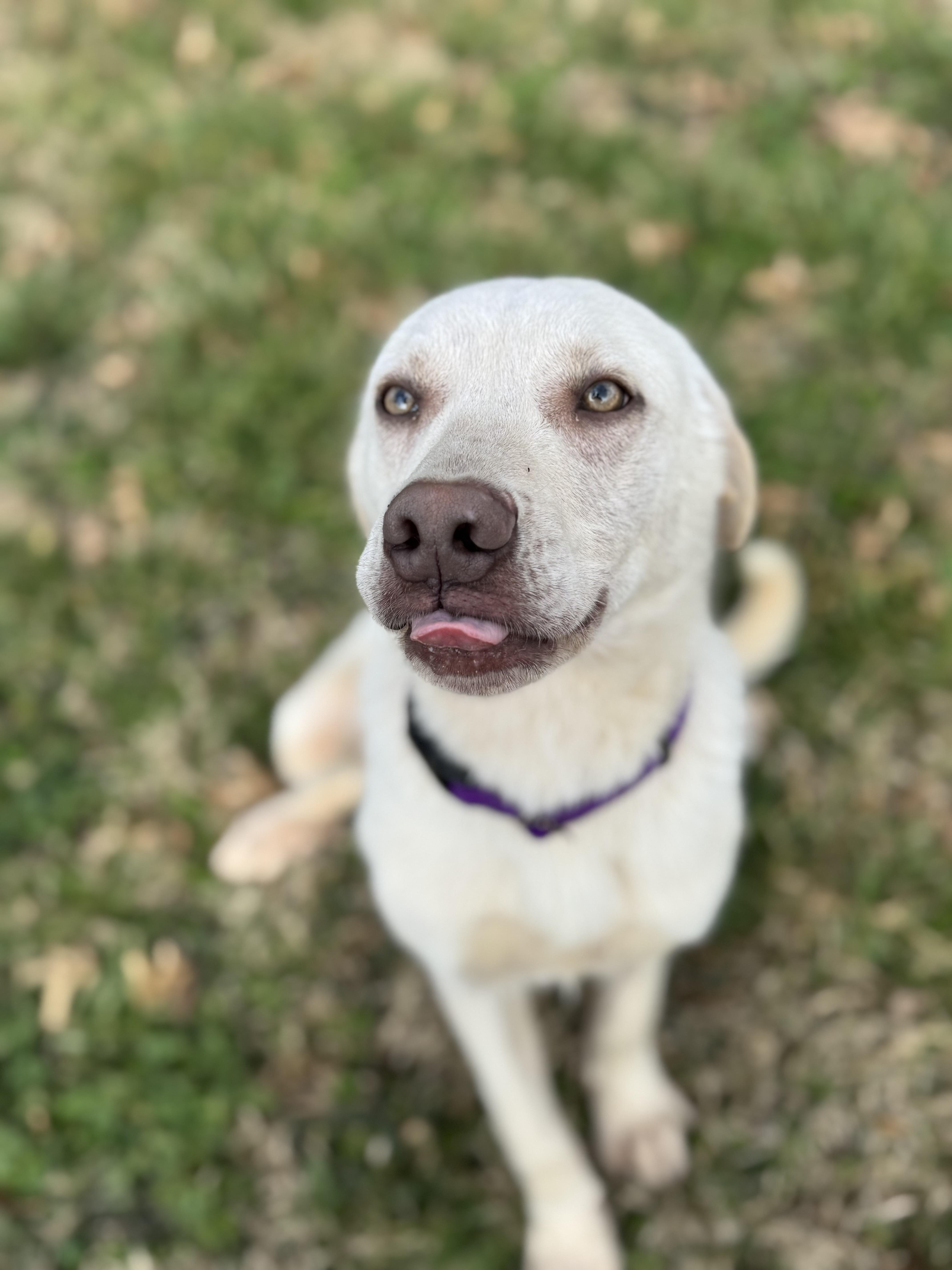 Glitch, a Adoptable mixed breed in Lynchburg, TN image 5/5