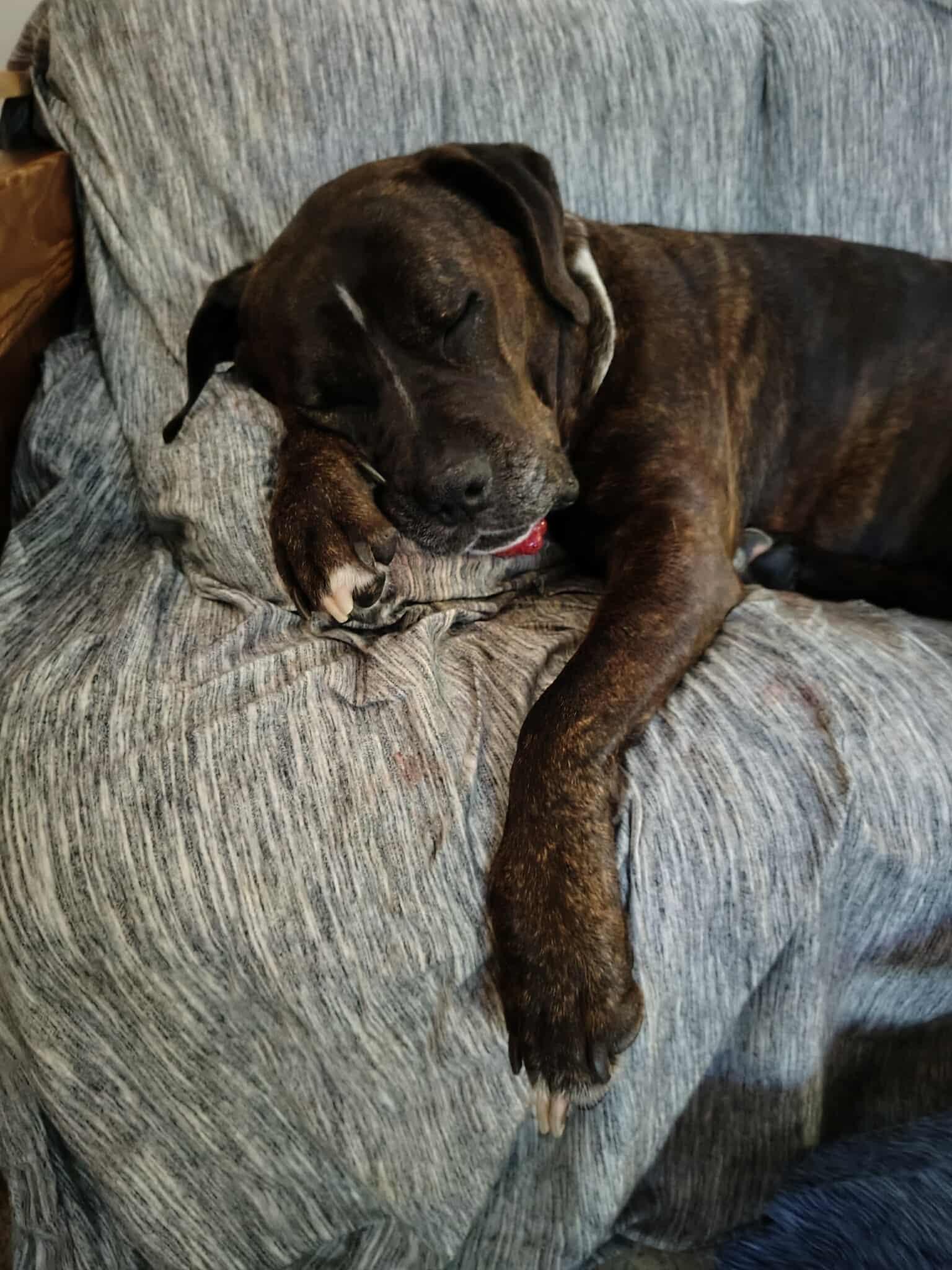 Baby, a Adoptable mixed breed in Brunswick, OH image 1/6