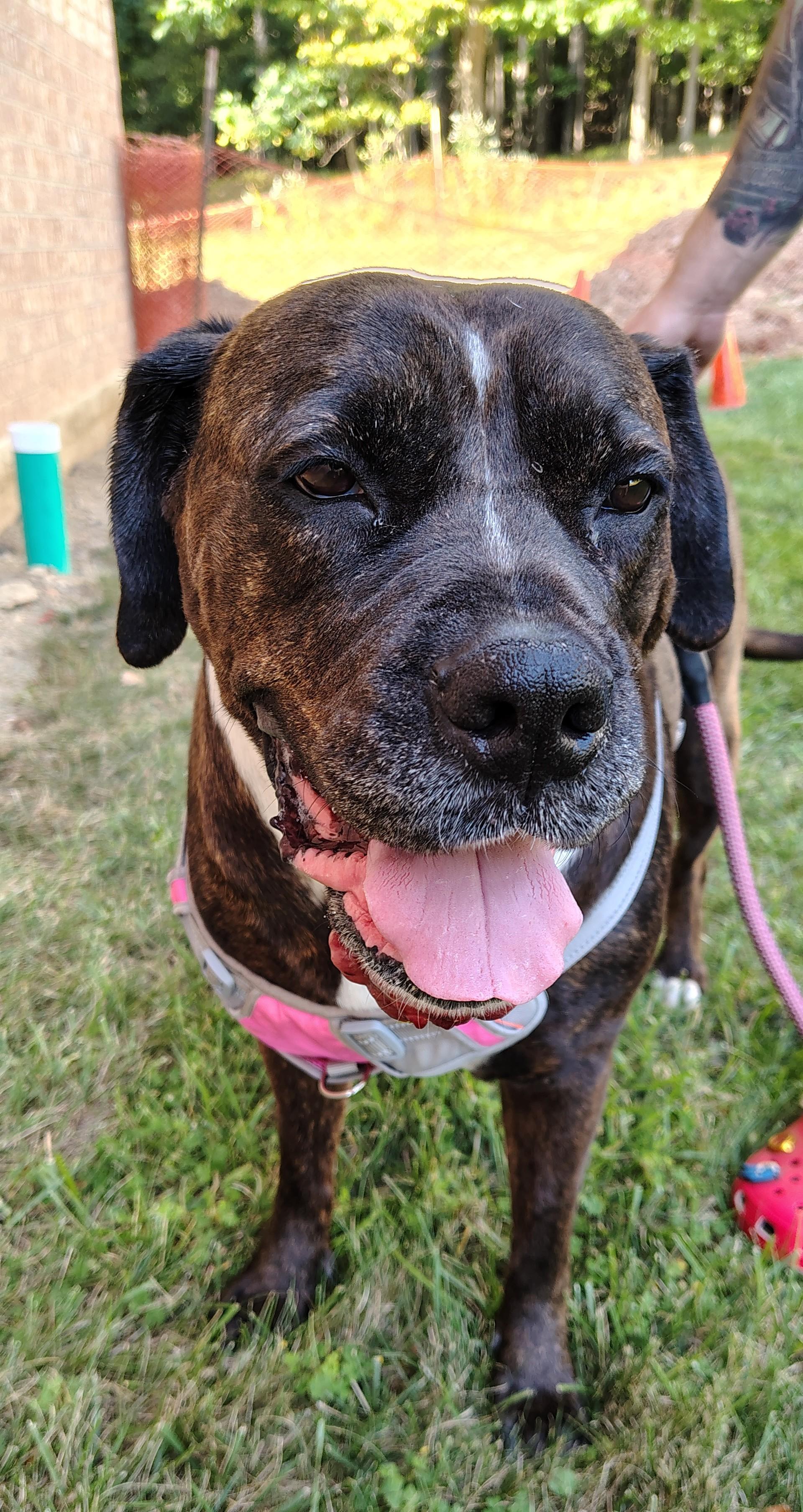 Baby, a Adoptable mixed breed in Brunswick, OH image 3/6
