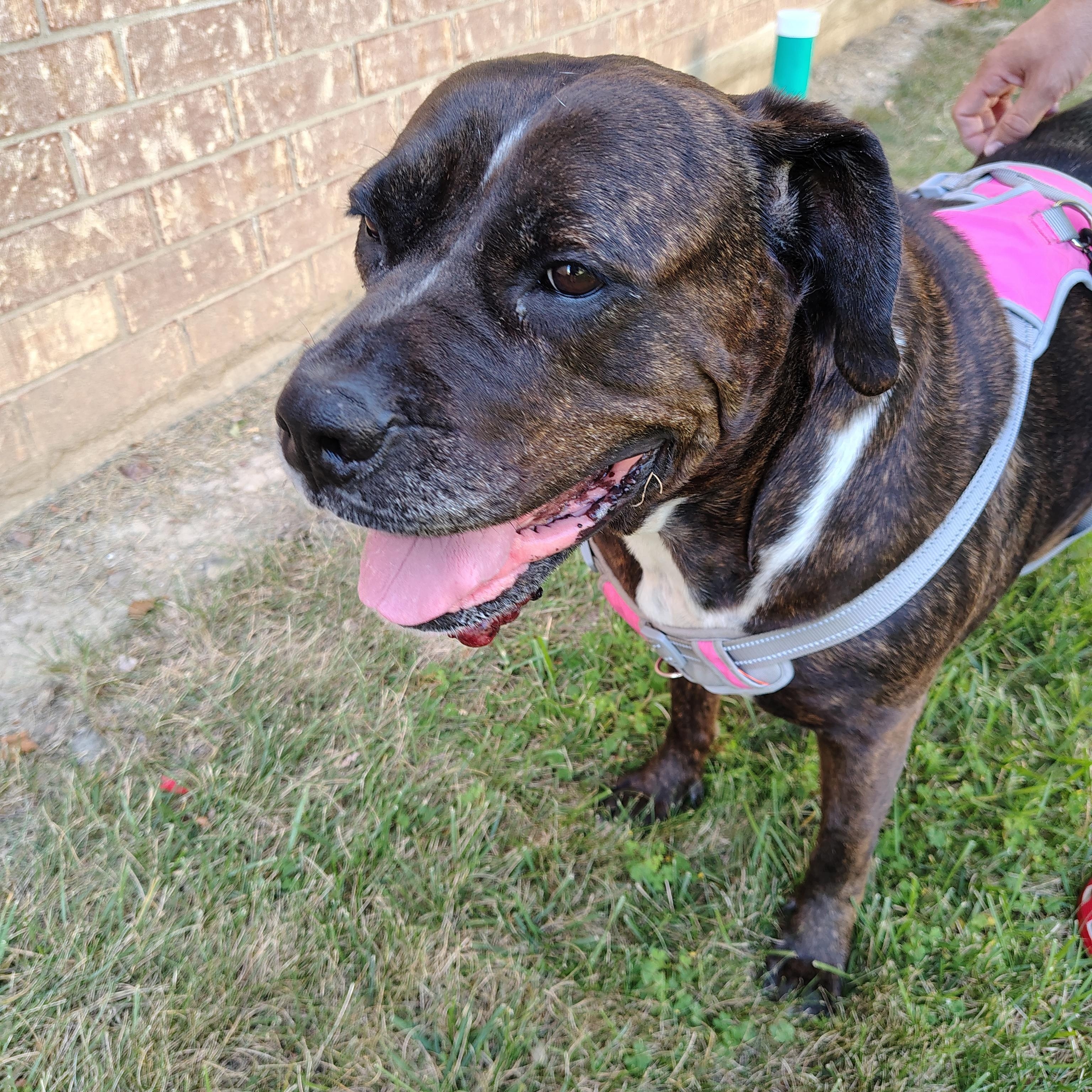 Baby, a Adoptable mixed breed in Brunswick, OH image 4/6