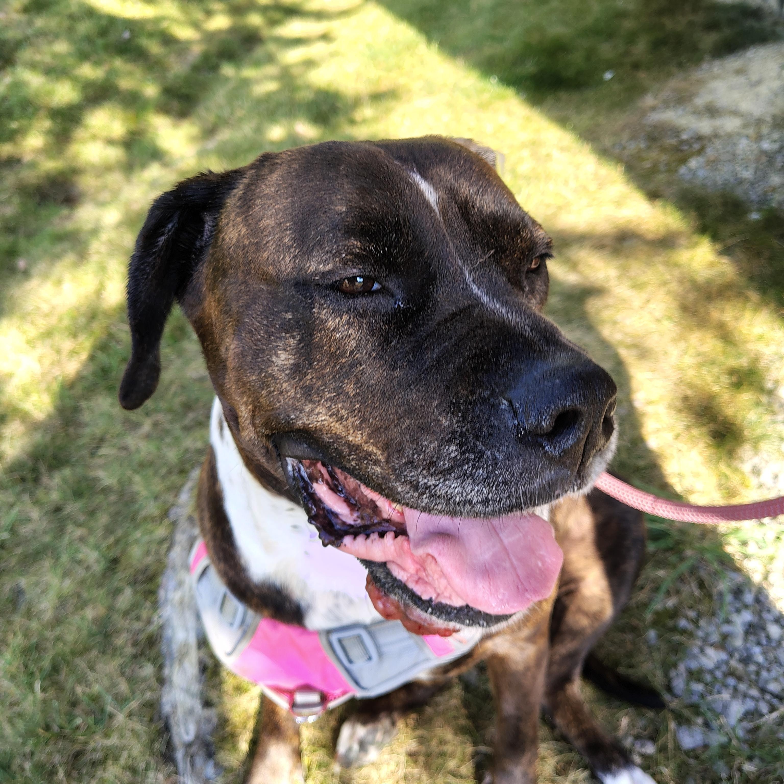 Baby, a Adoptable mixed breed in Brunswick, OH image 5/6