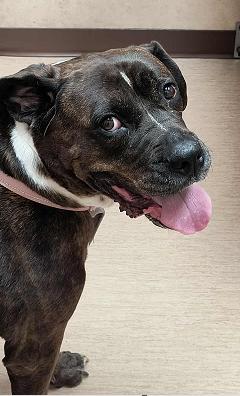 Baby, a Adoptable mixed breed in Brunswick, OH image 6/6