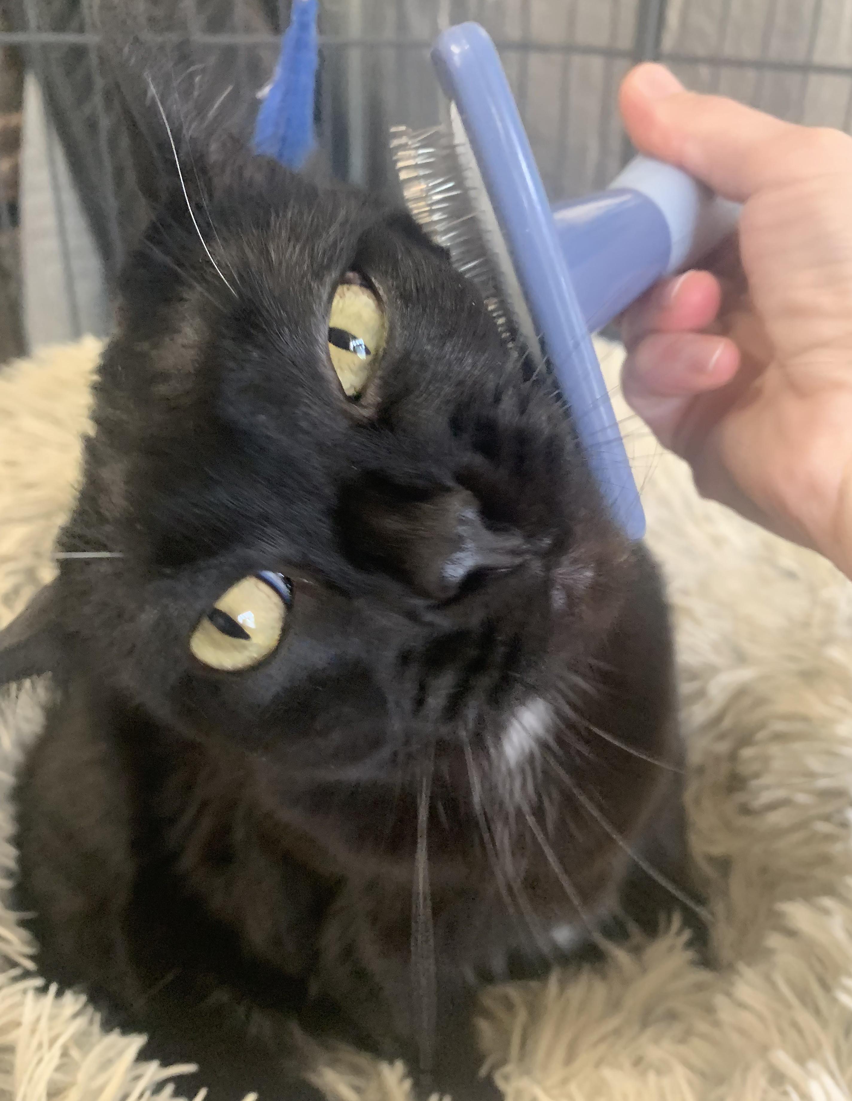 Quinn, a Adoptable Domestic Short Hair in Bellingham, WA image 6/6